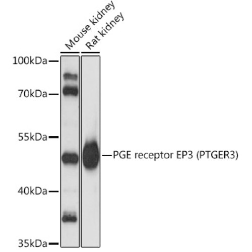 PGE receptor EP3 (PTGER3) Rabbit pAb