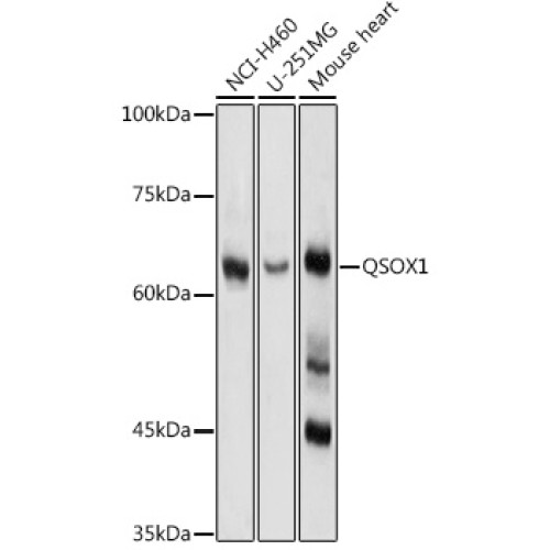 QSOX1 Rabbit pAb