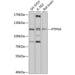 PTPN4 Rabbit pAb