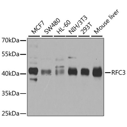 RFC3 Rabbit pAb
