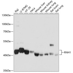 RNH1 Rabbit pAb