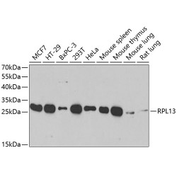 RPL13 Rabbit pAb