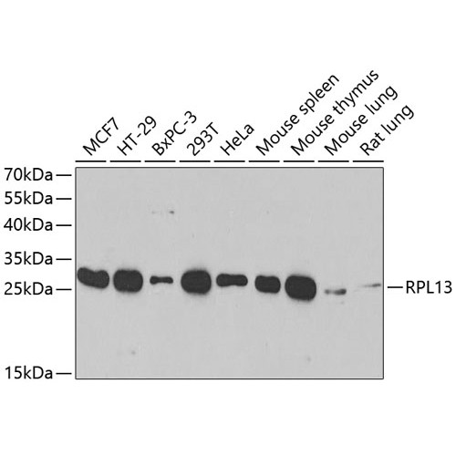RPL13 Rabbit pAb