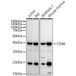 CD48 Rabbit mAb
