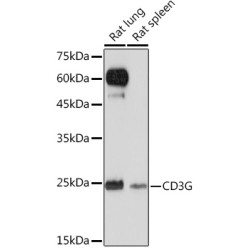 CD3G Rabbit mAb