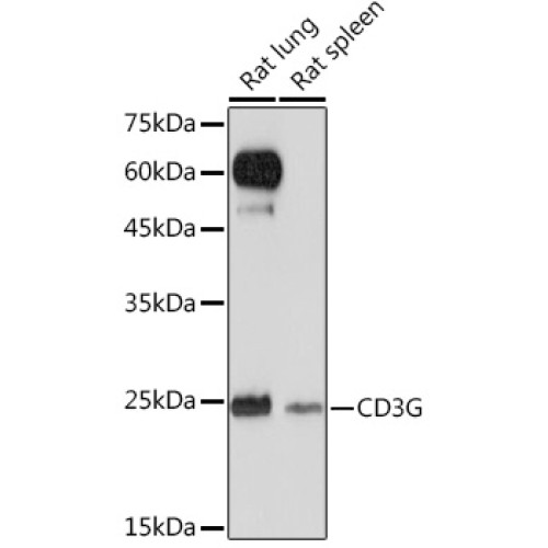 CD3G Rabbit mAb