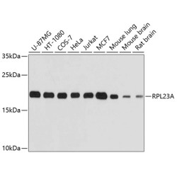 RPL23A Rabbit pAb