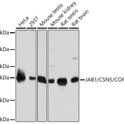 JAB1/CSN5/COPS5 Rabbit mAb