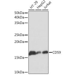 CD59 Rabbit mAb
