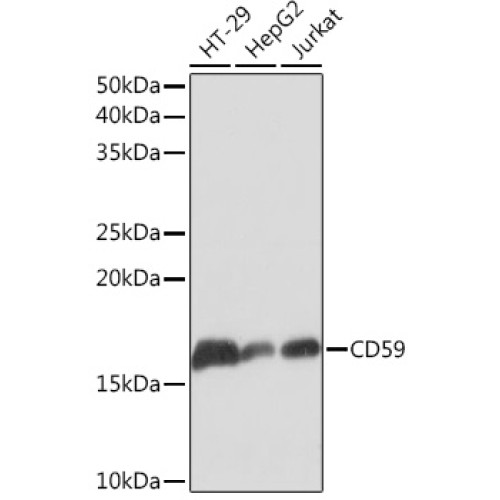 CD59 Rabbit mAb