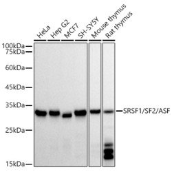 SRSF1/SF2/ASF Rabbit mAb