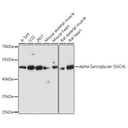 alpha Sarcoglycan (SGCA) Rabbit pAb