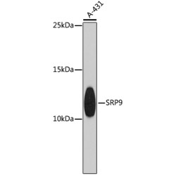 SRP9 Rabbit pAb