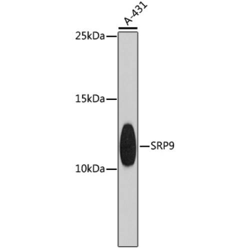 SRP9 Rabbit pAb