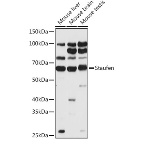 Staufen Rabbit pAb