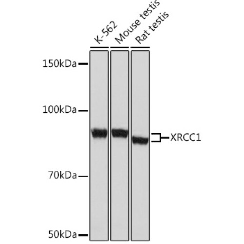 XRCC1 Rabbit mAb