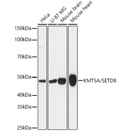 [KD Validated] KMT5A/SETD8 Rabbit mAb