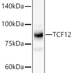 TCF12 Rabbit pAb