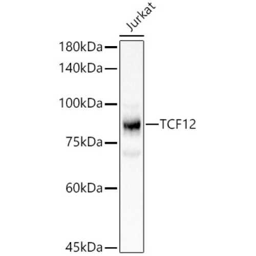 TCF12 Rabbit pAb