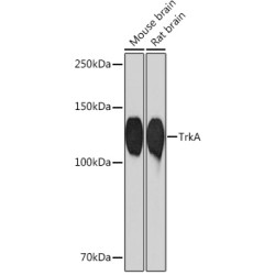 TrkA Rabbit mAb