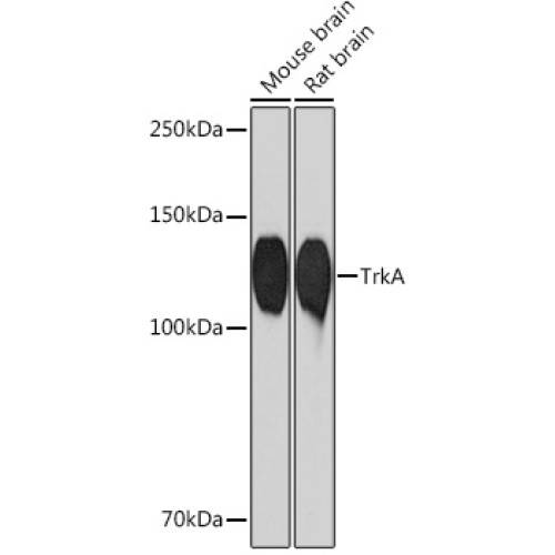 TrkA Rabbit mAb