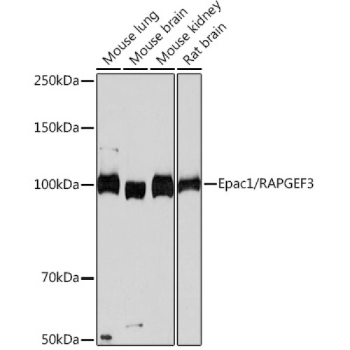 Epac1/RAPGEF3 Rabbit mAb