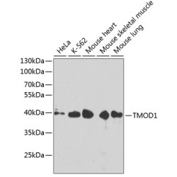 TMOD1 Rabbit pAb