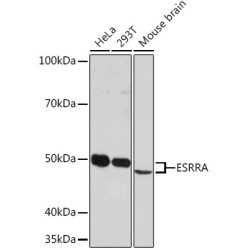 ESRRA Rabbit mAb