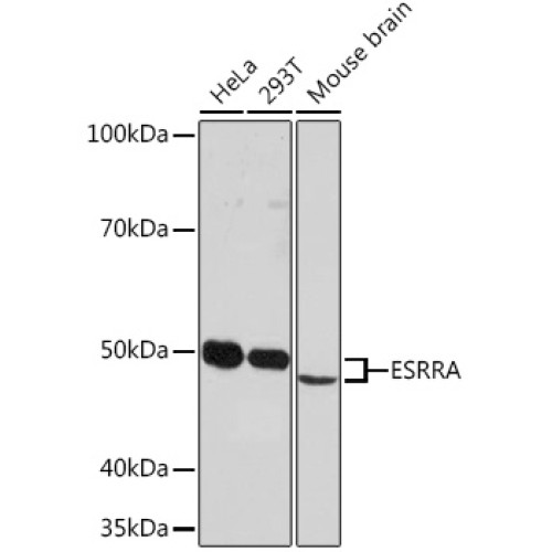 ESRRA Rabbit mAb