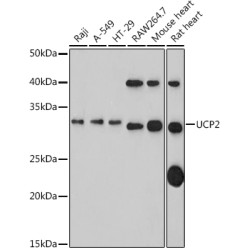 UCP2 Rabbit pAb