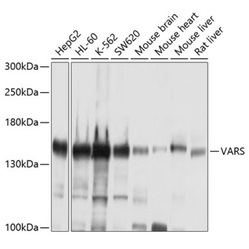 VARS Rabbit pAb