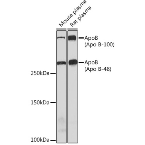 ApoB Rabbit mAb