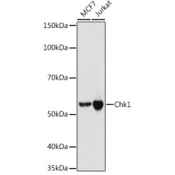 Chk1 Rabbit mAb