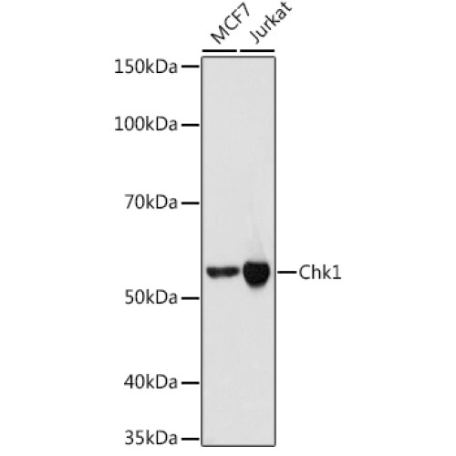 Chk1 Rabbit mAb