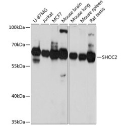 SHOC2 Rabbit pAb