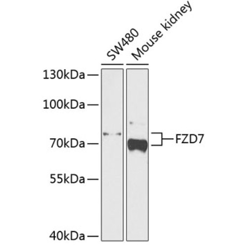 FZD7 Rabbit pAb