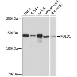 POLD1 Rabbit mAb