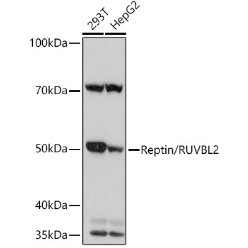 Reptin/RUVBL2 Rabbit mAb
