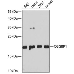 CGGBP1 Rabbit pAb