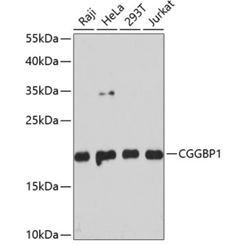 CGGBP1 Rabbit pAb