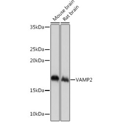 VAMP2 Rabbit mAb