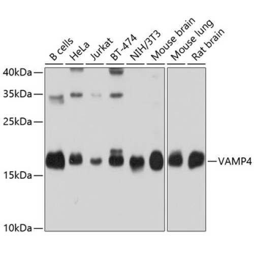 VAMP4 Rabbit pAb