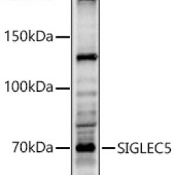 SIGLEC5 Rabbit pAb