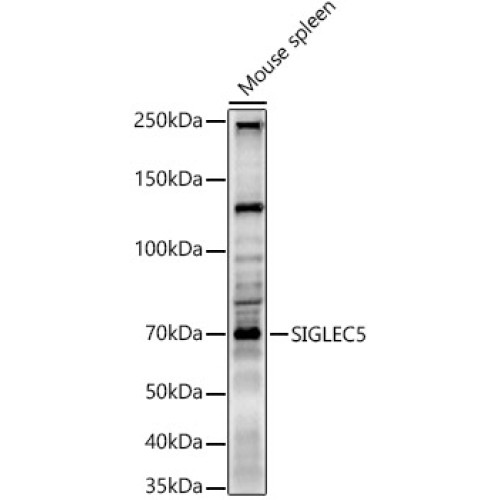 SIGLEC5 Rabbit pAb