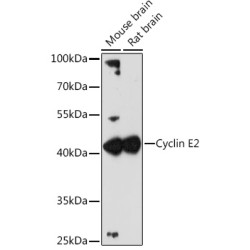 Cyclin E2 Rabbit pAb