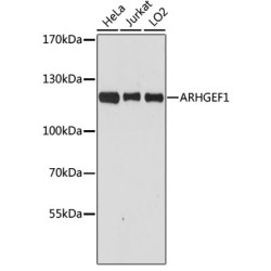 [KO Validated] ARHGEF1 Rabbit pAb