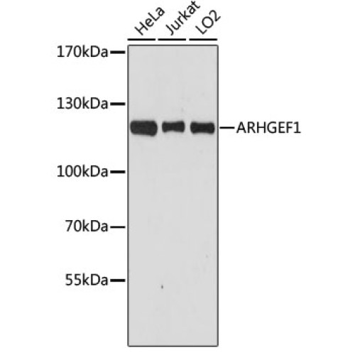 [KO Validated] ARHGEF1 Rabbit pAb
