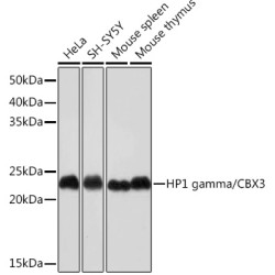 HP1 gamma/CBX3 Rabbit mAb