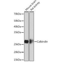 Calbindin Rabbit mAb