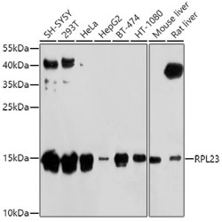 RPL23 Rabbit pAb